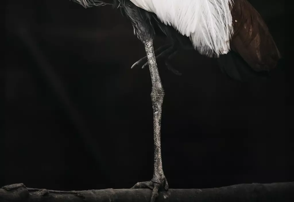 faire le pied de grue origine definition signification expression