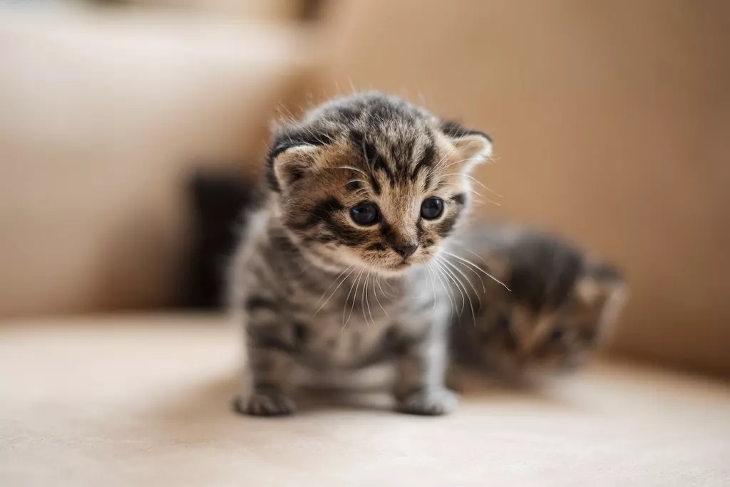 quiz noms bebe animaux