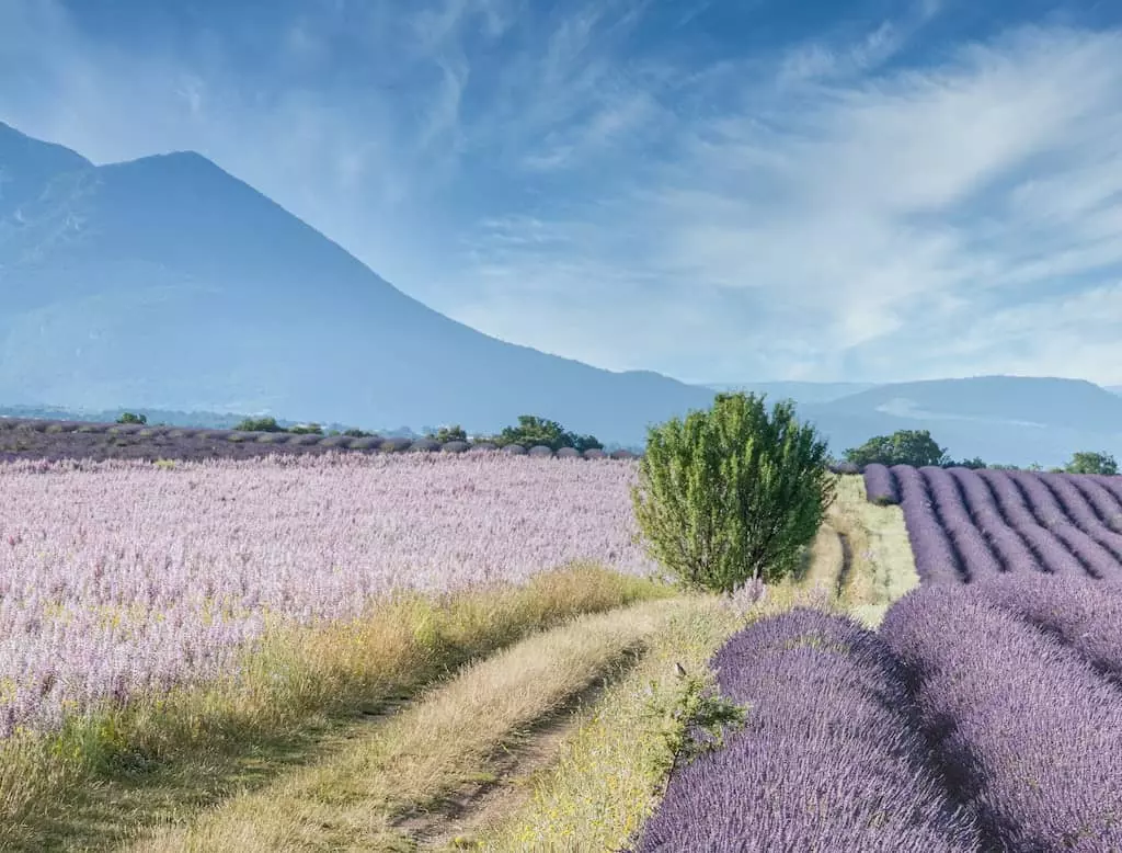 quiz provence avec reponses
