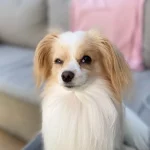 chien mefiant patibulaire