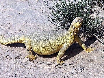 Uromastyx