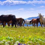 Monter sur ses grands chevaux