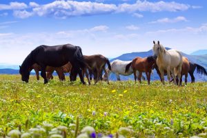 Monter sur ses grands chevaux