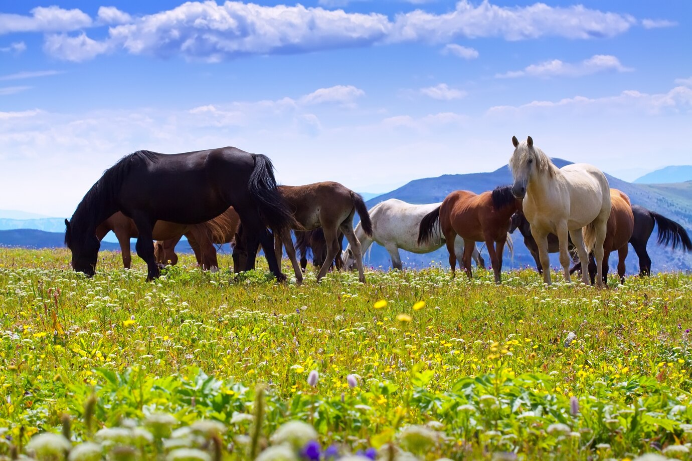 Monter sur ses grands chevaux